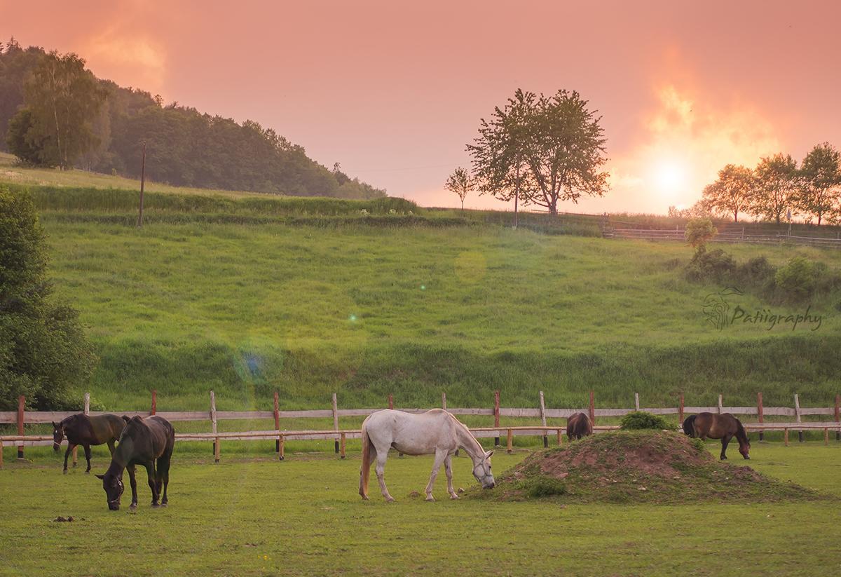 Wsiowa Chata Scinawka Gorna Exterior foto